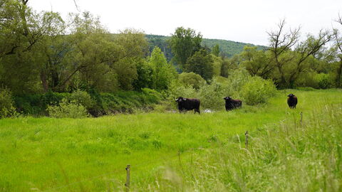 Von der Maul- und Klauenseuche sind unter anderem Rinder, Schweine und auch Büffel betroffen. Büffel auf der grünen Wiese.