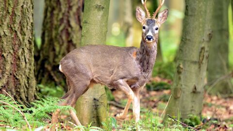 Wild im Wald Wild im Wald