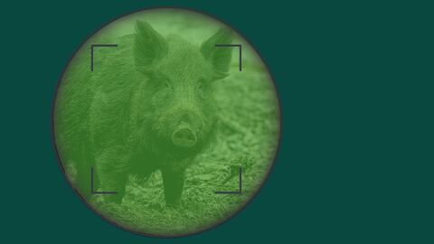 Wildschwein im Visier