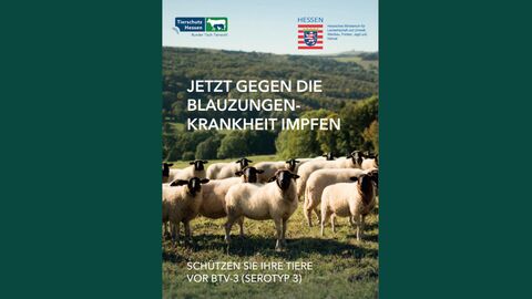 Broschüre Impfung Blauzungenkrankheit