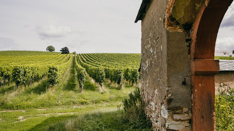 Der Steinberg ist eine der Spitzenweinlagen im Rheingau. Weinreben der Lage Steinberg.