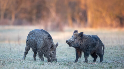 Zwei Wildschweine auf einer Wiese.