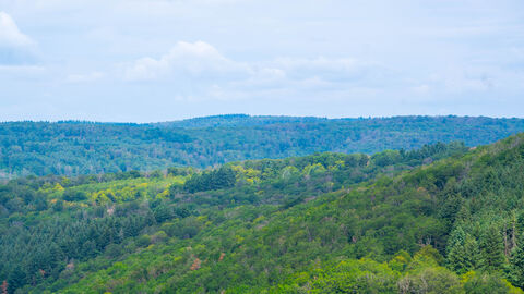 Blick in den Wald. Blick in den Wald.