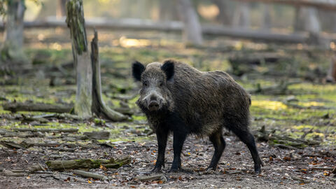 Wildschwein ASP Ein Wildschwein im Wald