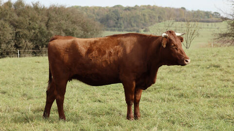 Ein Rotes Höhenvieh auf der Weide.
