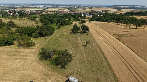 Der Ausblick auf die Weiden der Schäferei Schmidt bei Butzbach Der Ausblick auf die Weiden der Schäferei Schmidt bei Butzbach