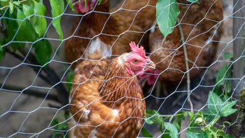 Ein Huhn hinter einem Zaun.