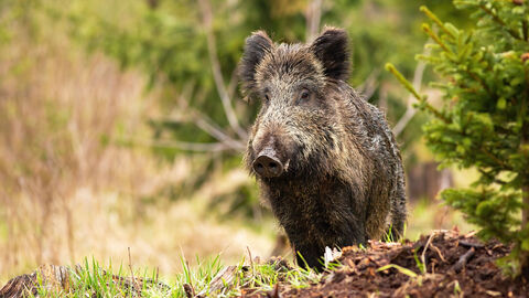 Für Wildschweine endet die Afrikanische Schweinepest in den meisten Fällen tödlich. Ein Wildschwein im Wald.
