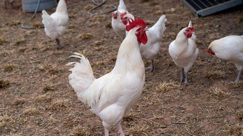 Hühner in einem Stall.