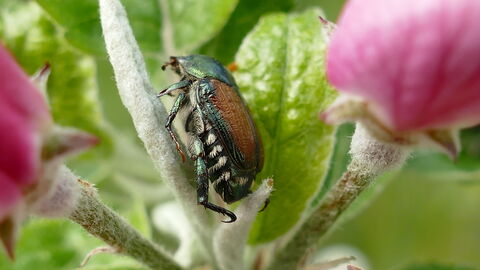 Der Japankäfer sitzt auf einer Pflanze.