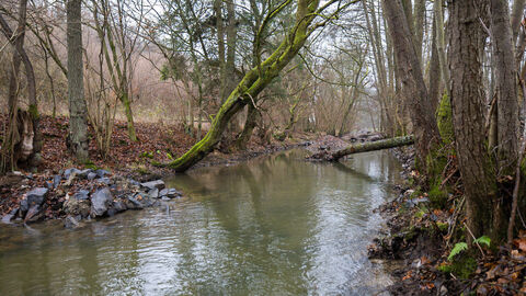 Der Bach Dietzenhölze im Herbst.