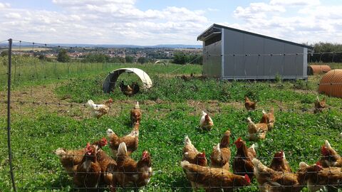Hühnermobil mit Hühnern im Freiland 
