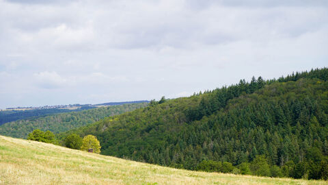 Blick auf einen bealteten Hügel: Forstminister Jung bringt Gesetzentwurf für Novelle des Hessischen Waldgesetzes in den Landtag ein