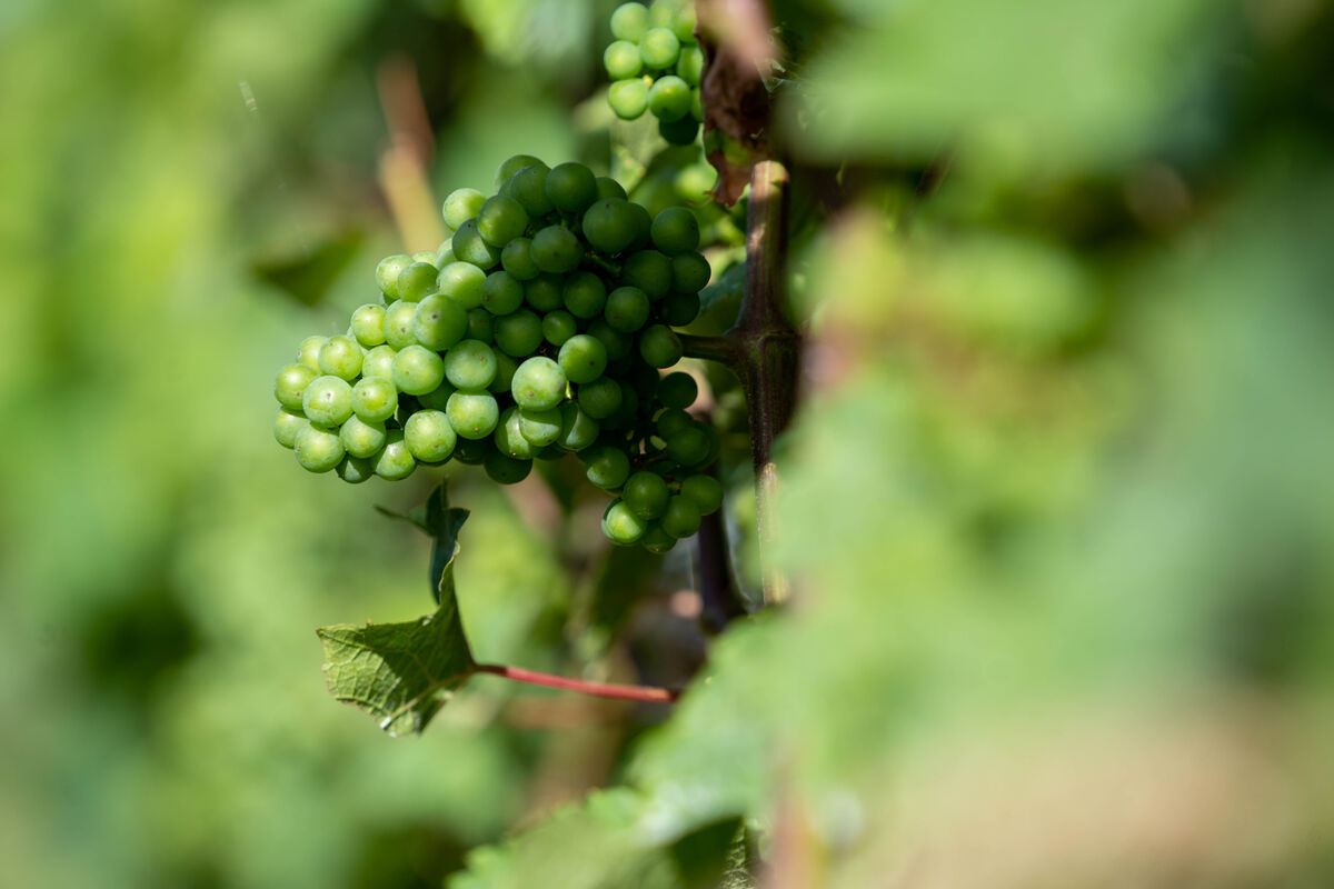 Weinbau landwirtschaft.hessen.de