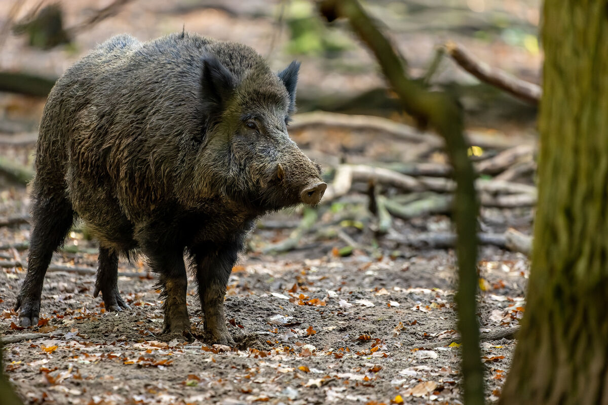 Afrikanische Schweinepest (ASP) | landwirtschaft.hessen.de